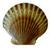 Bay_scallop