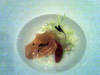 Modern_amuse Modern_amuse